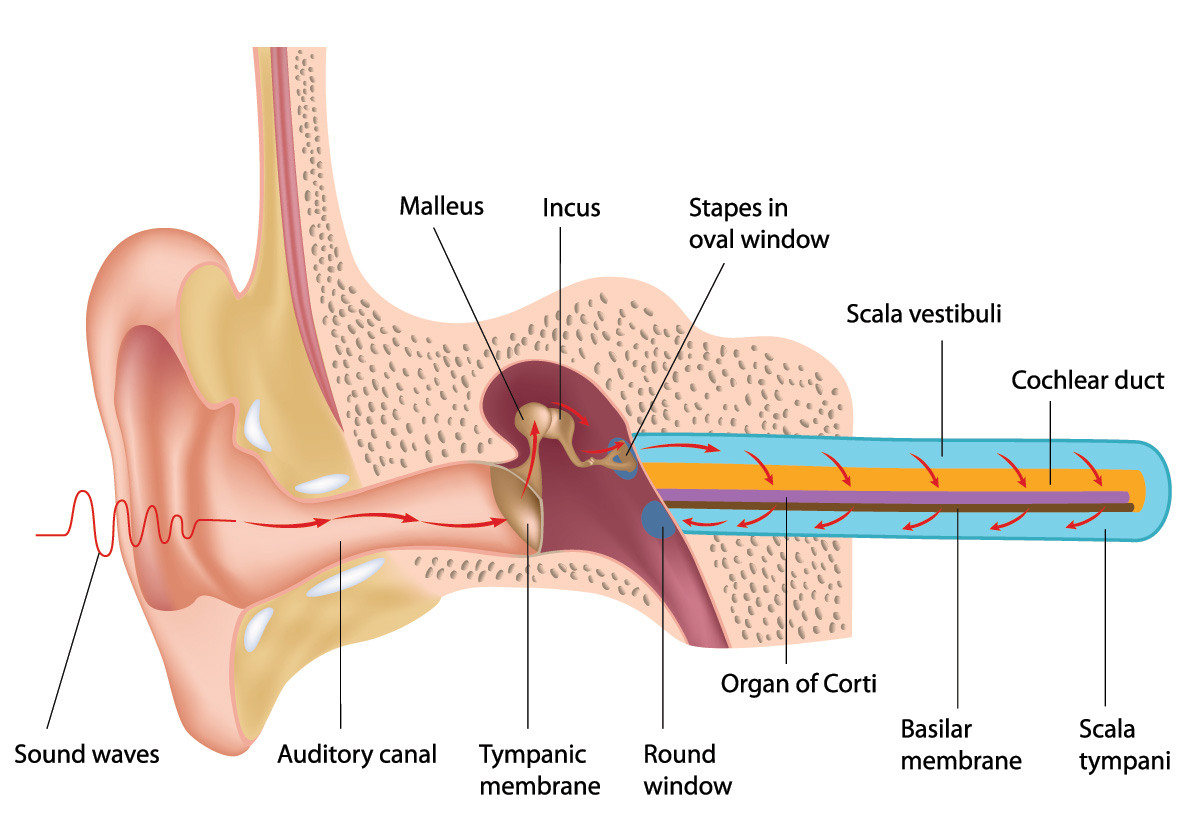 oorkaarsen anatomie oor